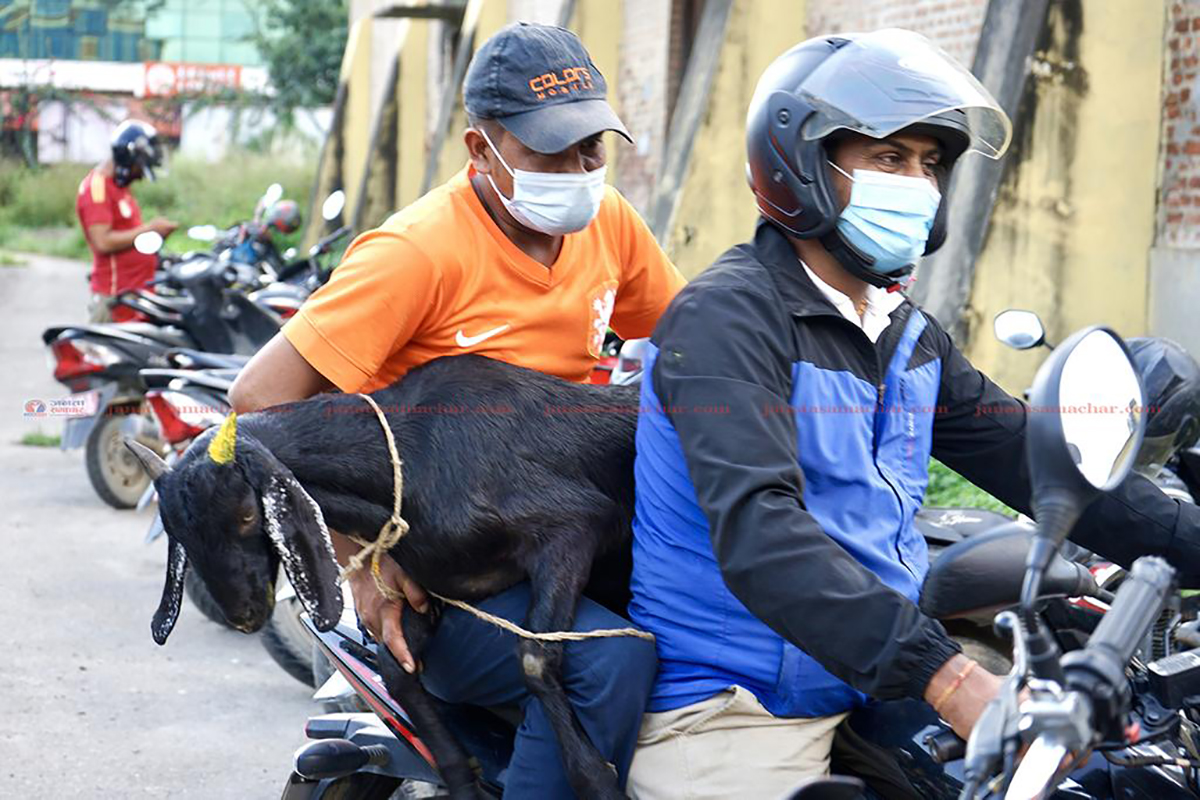 खाद्यले बेच्न थाल्याे छुट मूल्यमा खसी र बाेका (फाेटाेफिचर)